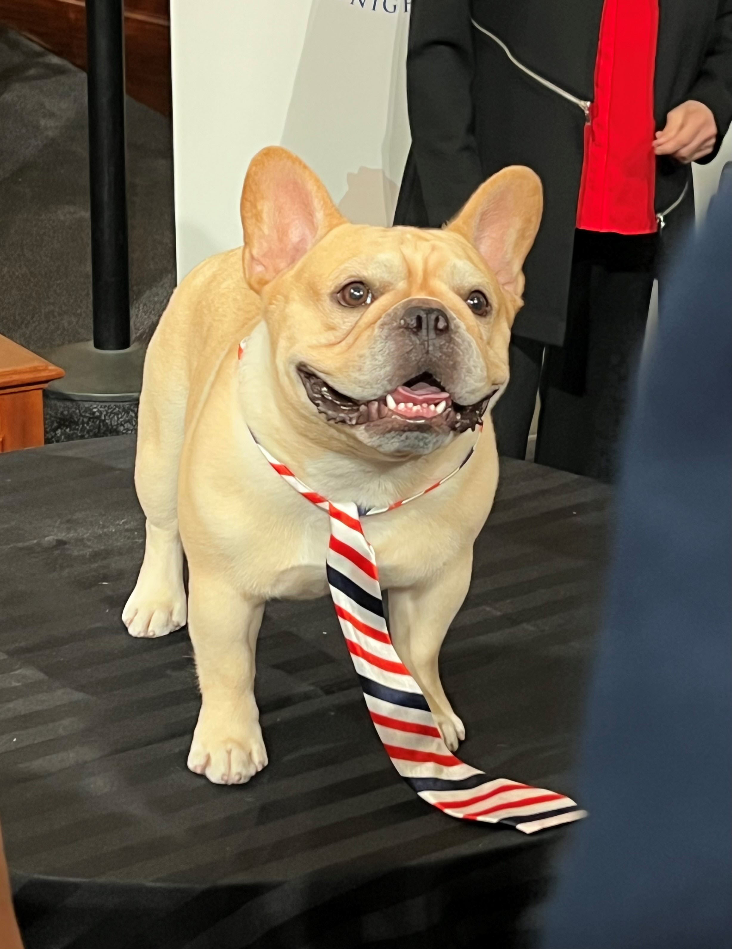 French bulldog Winston, Best in Show winner of the 2022 National Dog Show
